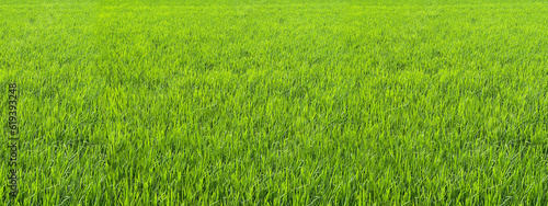 初夏の稲作 稲穂のパノラマ風景