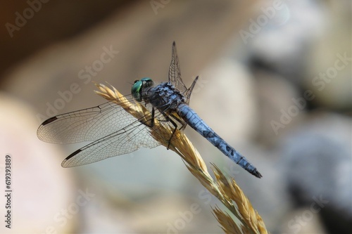 Selective focus shot of a dragonfly perched atop a tall plant stem in an outdoor setting