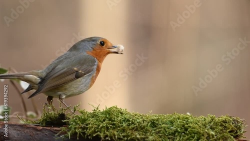 European robin (Erithacus rubecula) on a green surface photo