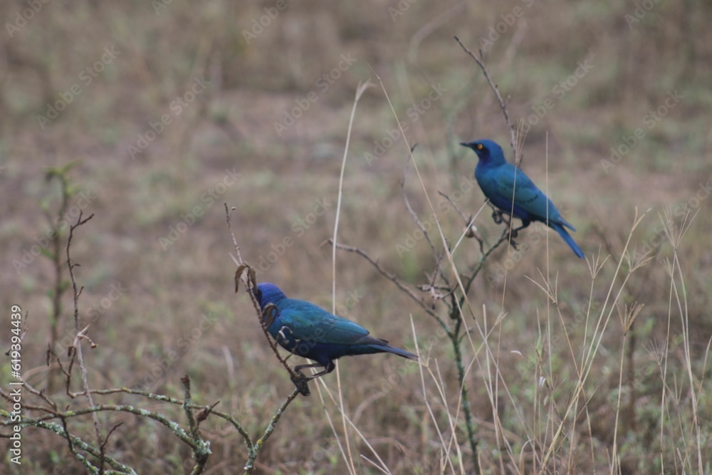 Obraz premium Reater blue-eared starlings in a grassy meadow, surrounded by lush vegetation