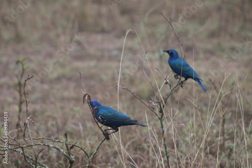 Reater blue-eared starlings in a grassy meadow, surrounded by lush vegetation photo