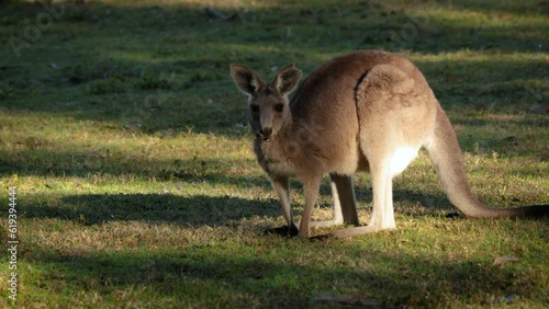 Juvenile Eastern Grey kangaroo feeding in morning sunshine, Coombabah Lake Conservation Park, Gold Coast, Queensland photo