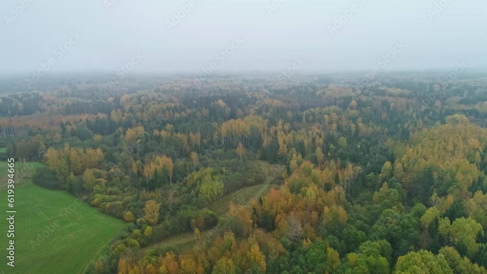 Aerial dolly above cloudy misty yellow and green forest with winding dirt road