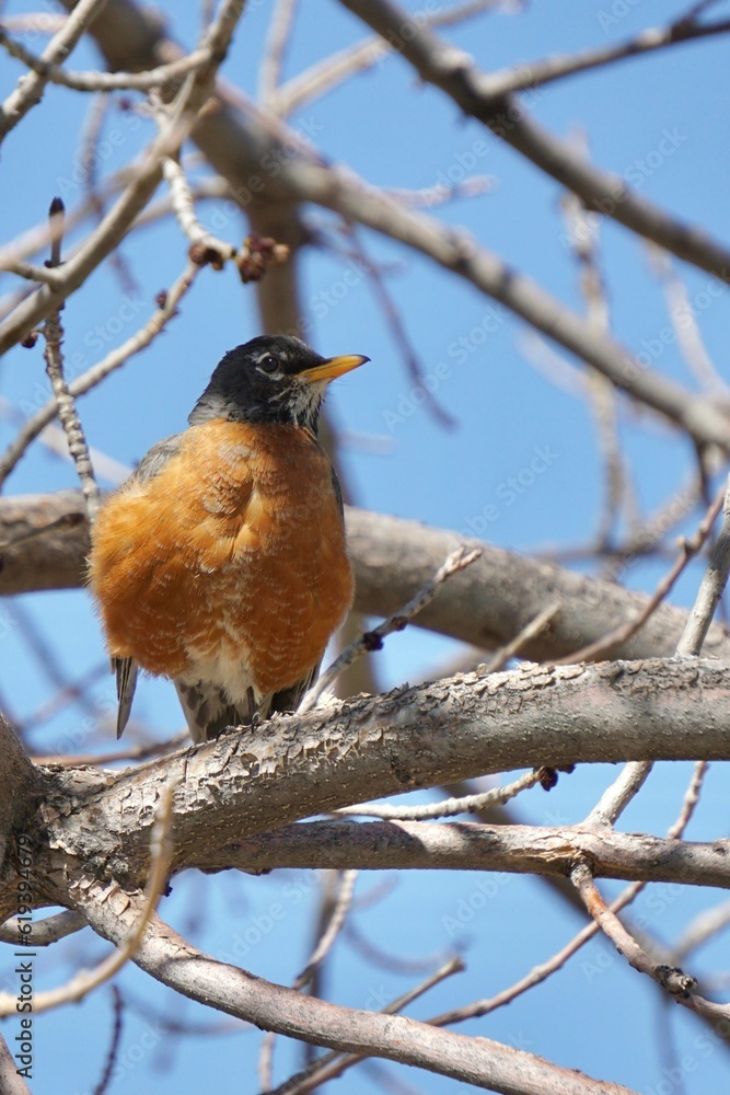 Vertical shot of an American robin perched on a tree under a blue sky Vertical shot of an American robin perched on a tree under a blue sky