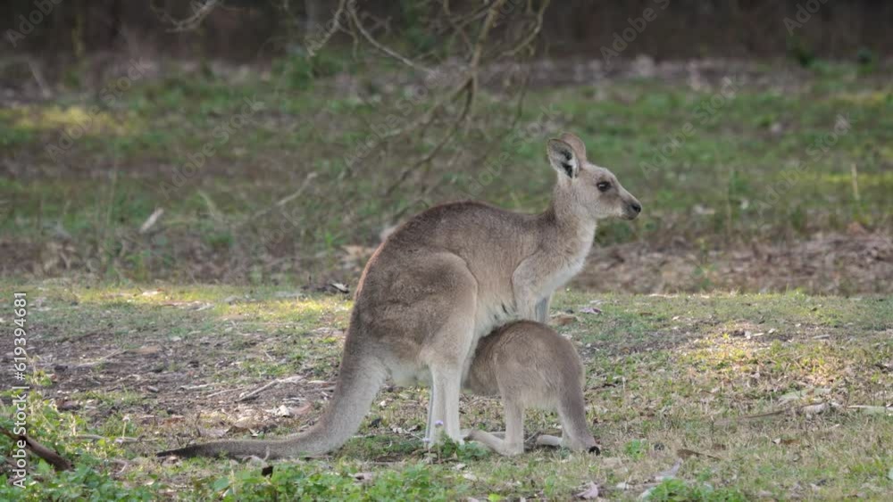 Eastern Grey kangaroo mother with joey trying to enter pouch, Coombabah Lake Conservation Park, Gold Coast, Queensland Eastern Grey kangaroo mother with joey trying to enter pouch, Coombabah Lake Conservation Park, Gold Coast, Queensland