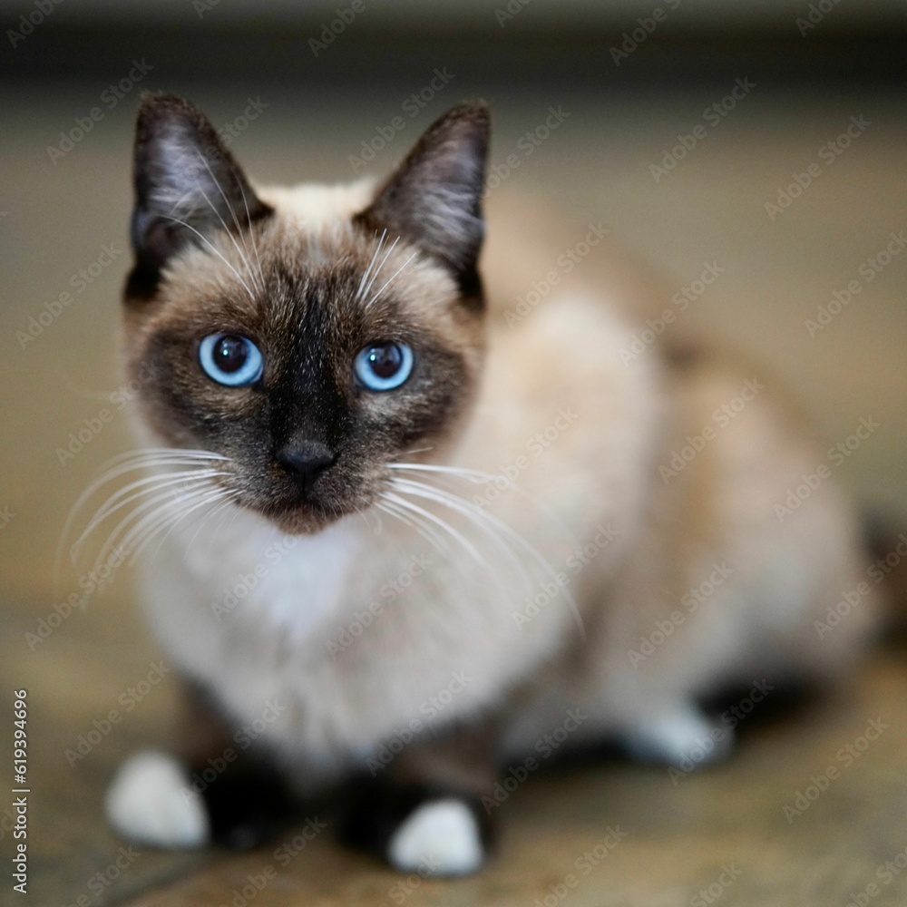Adorable Siamese cat on the floor with a blurry background