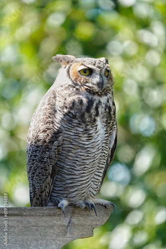 Vertical shot of a South American great horned owl perched on wood in a zoo photo