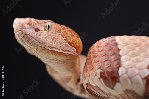 A portrait of an Eastern Copperhead against a black background

