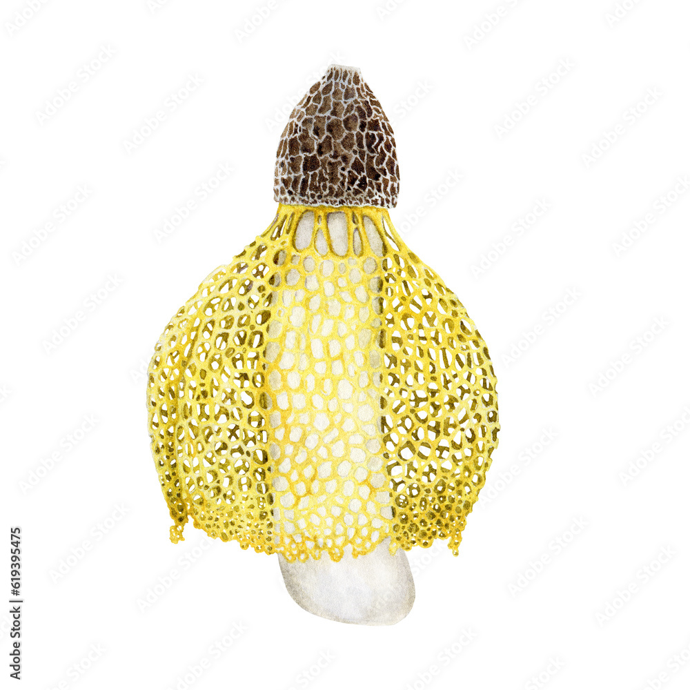 Bamboo mushroom watercolor illustration. Phallus indusiatus fungus