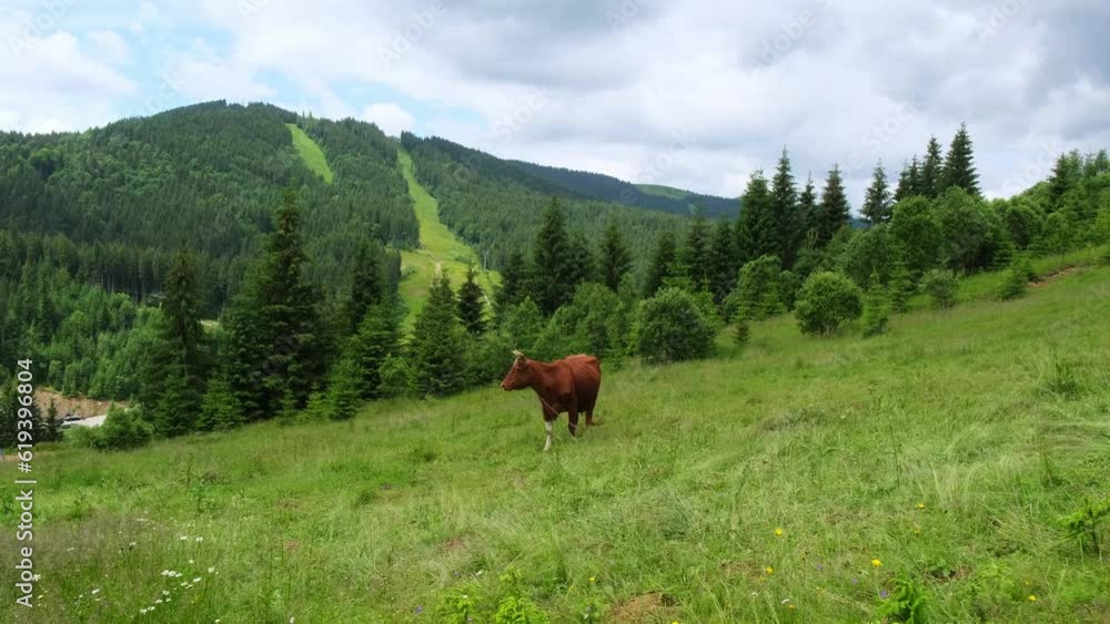 Cows grazing on a hill in the heart of the mountains. Traditional mountain landscape from a cow farm. 4k video with blue sky and white clouds in background. Cows grazing on a hill in the heart of the mountains. Traditional mountain landscape from a cow farm. 4k video with blue sky and white clouds in background.