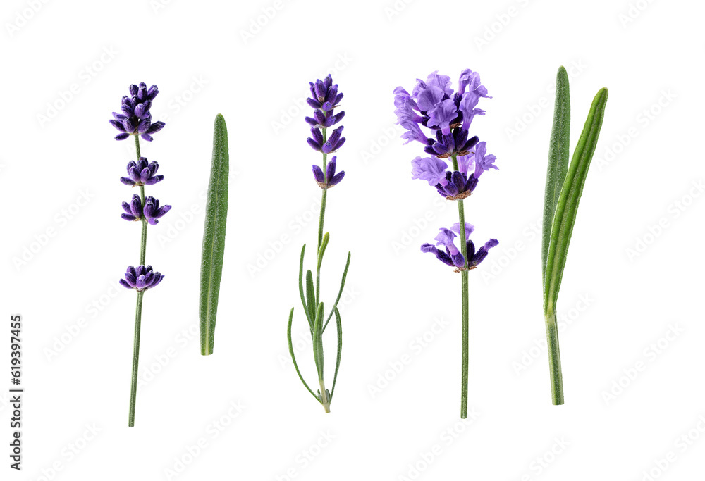 Naklejka premium Lavender flowers isolated on transparent background. Collection of lavender flowers and leaves for design.
