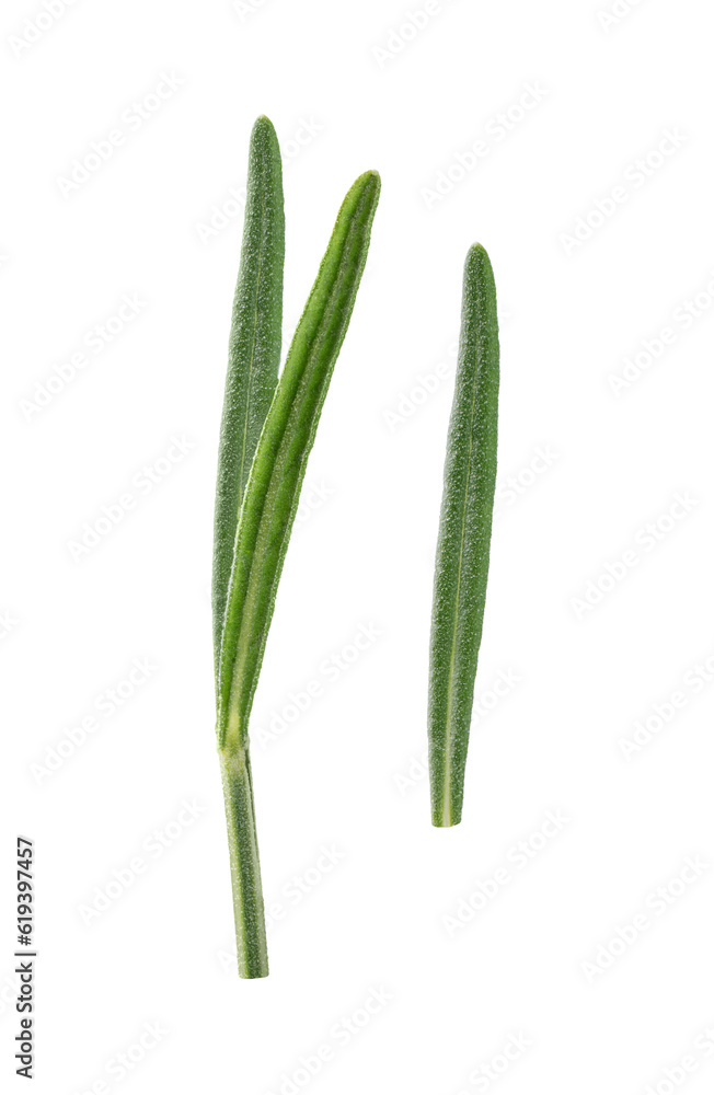 Lavender leaf isolated on transparent background. Lavender leaf cut out on for design. Lavender leaf isolated on transparent background. Lavender leaf cut out on for design.