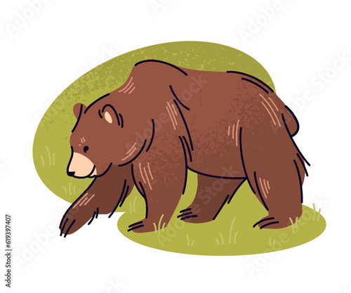 Brown bear flat vector illustration. Big wild animal, taiga inhabitant isolated on white background. Carnivoran mammal, wildlife, grizzly bear.