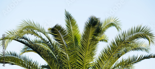 Fototapeta Naklejka Na Ścianę i Meble -  Palm leaf over blue sky wallpaper. Tropical palm tree over sky background.