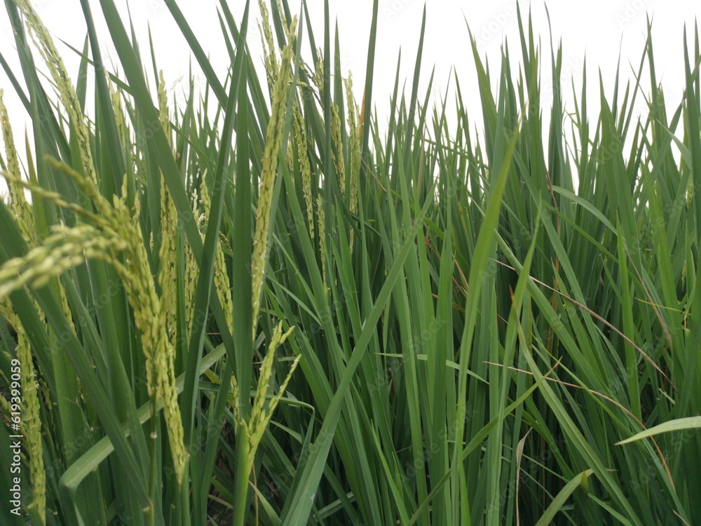 Obraz premium green rice field