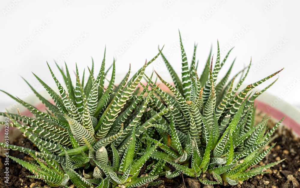 Close up a zebra cactus isolated on white background with copy space.