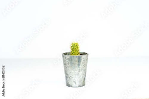 Mammillaria elongata ladyfinger cactus on white background photo