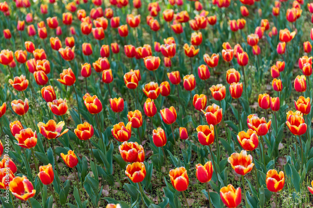 blooming spring orange tulips flower like background in park, garden floral background blooming spring orange tulips flower like background in park, garden floral background