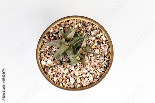 Haworthiopsis venosa rare succulent plant in a ceramic pot on white isolated background. top view