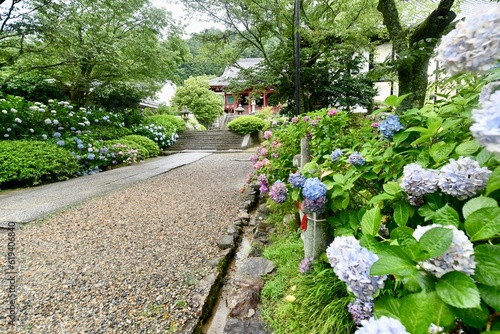 日本の奈良のアジサイ寺の矢田寺