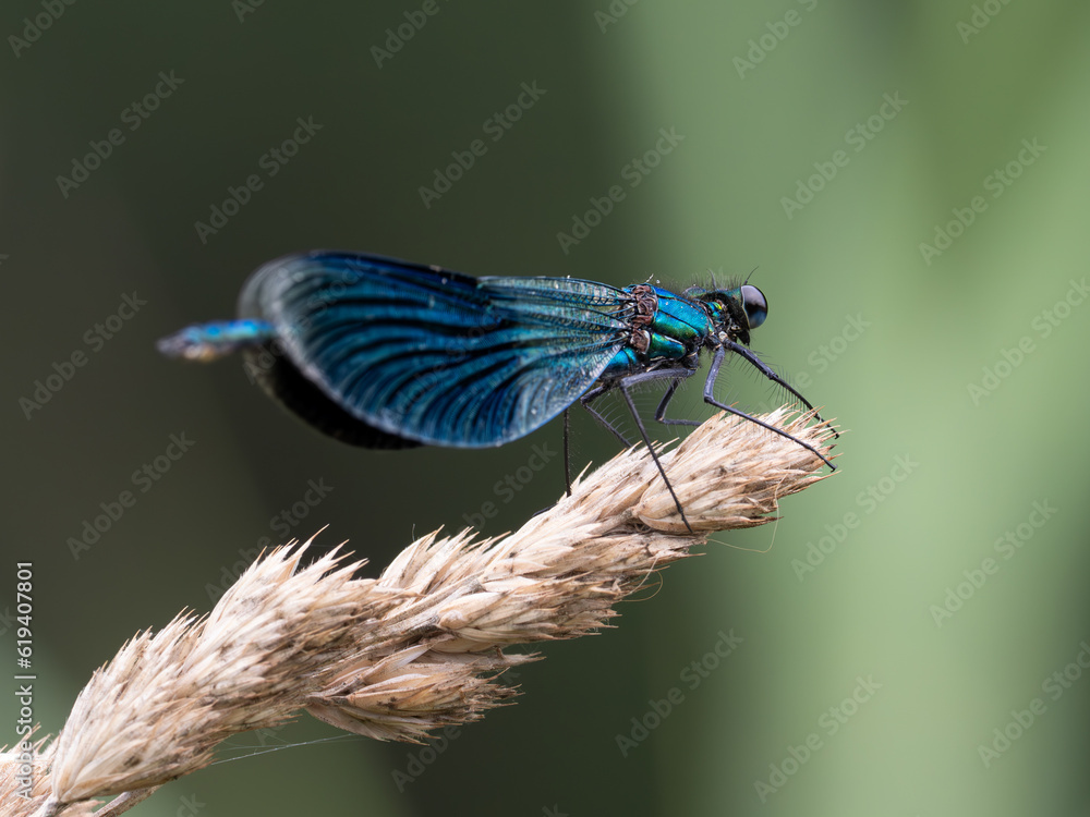 Prachtlibelle Prachtlibelle