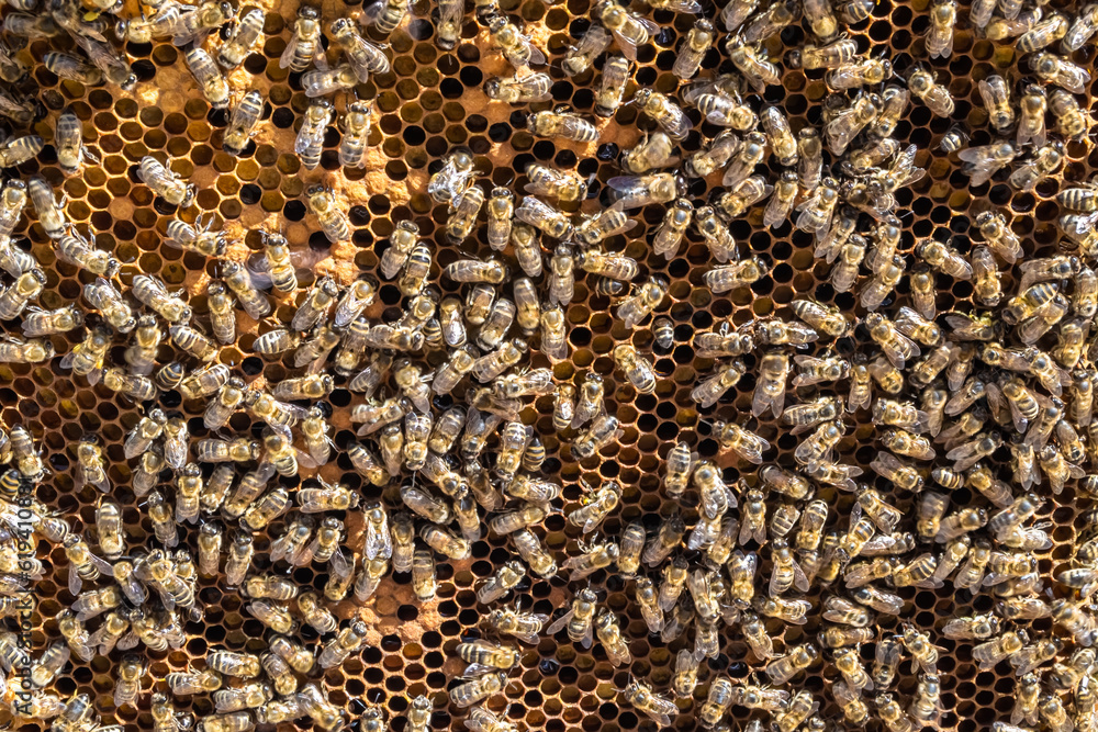 Abstract hexagon structure is honeycomb from bee hive filled Abstract hexagon structure is honeycomb from bee hive filled