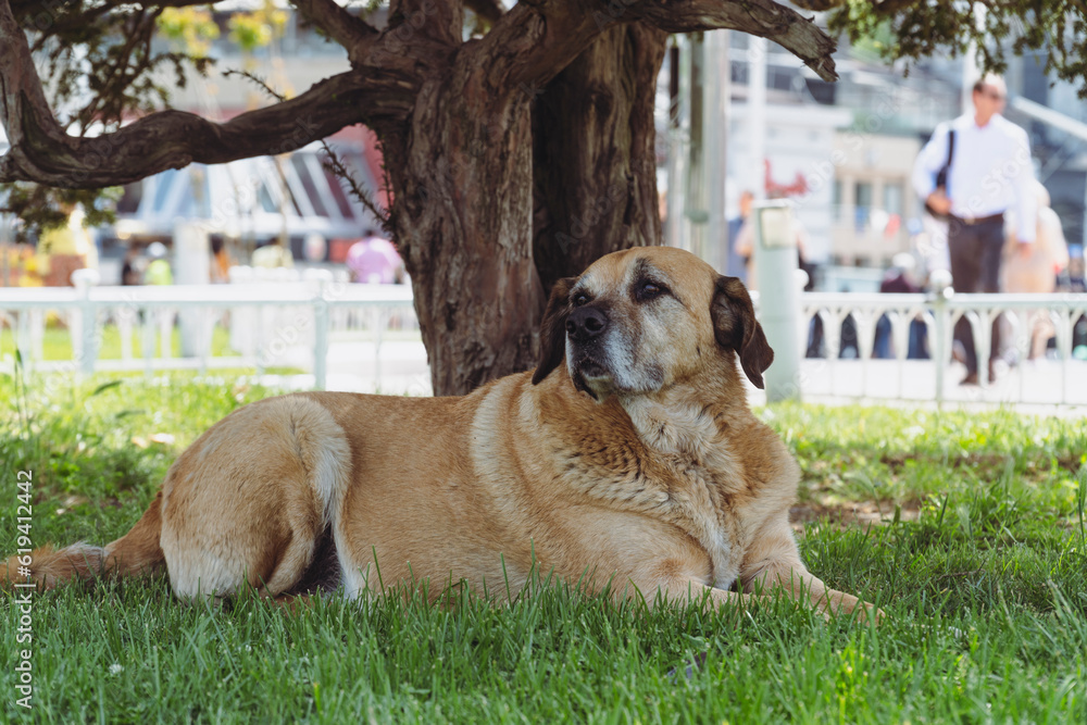 portrait of a stray dog lying in a public garden in Istanbul, Turkey portrait of a stray dog lying in a public garden in Istanbul, Turkey