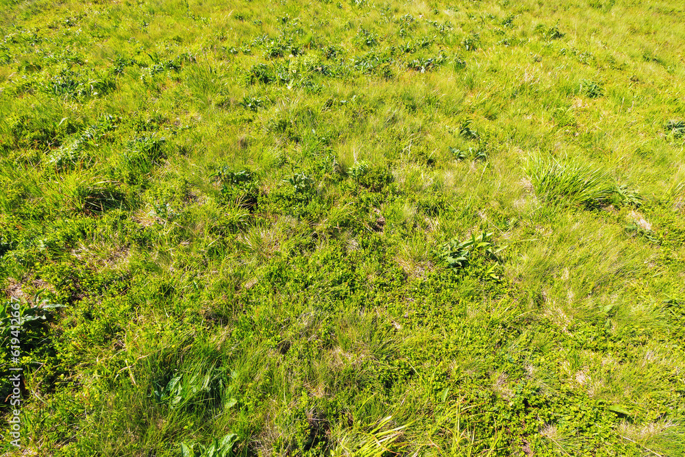 grass glade background in spring. fresh natural texture grass glade background in spring. fresh natural texture