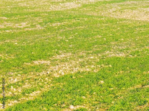 green lawn summer background. fresh grass outdoor texture
