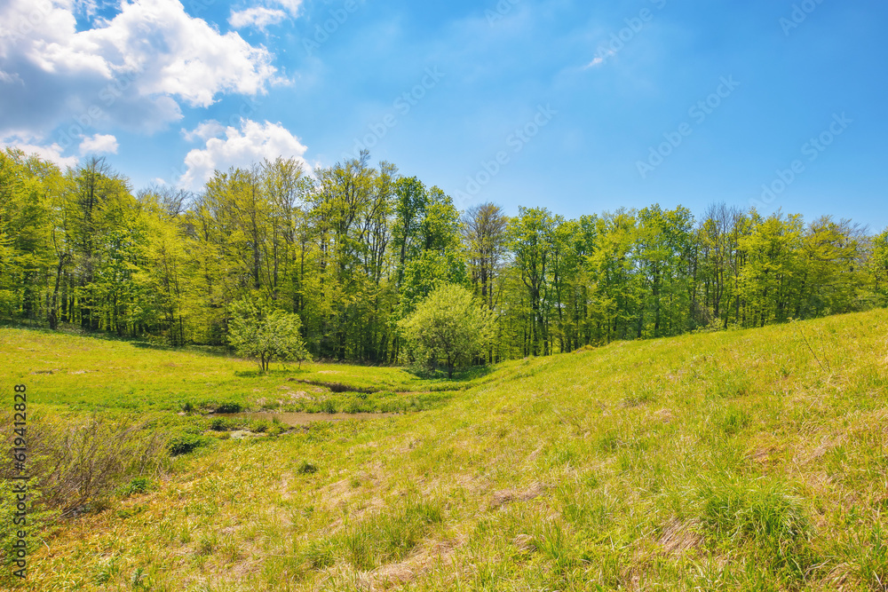 carpathian countryside with forested hills. wide grassy glade surrounded by beech forest. antalovecka poljana, ukraine