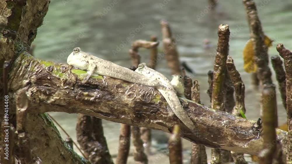 Silberlinien Schlammspringer (Periophthalmus argentilineatus) sitzen auf Mangroven, Insel Curieuse, Seychellen, Ost Afrika Silberlinien Schlammspringer (Periophthalmus argentilineatus) sitzen auf Mangroven, Insel Curieuse, Seychellen, Ost Afrika