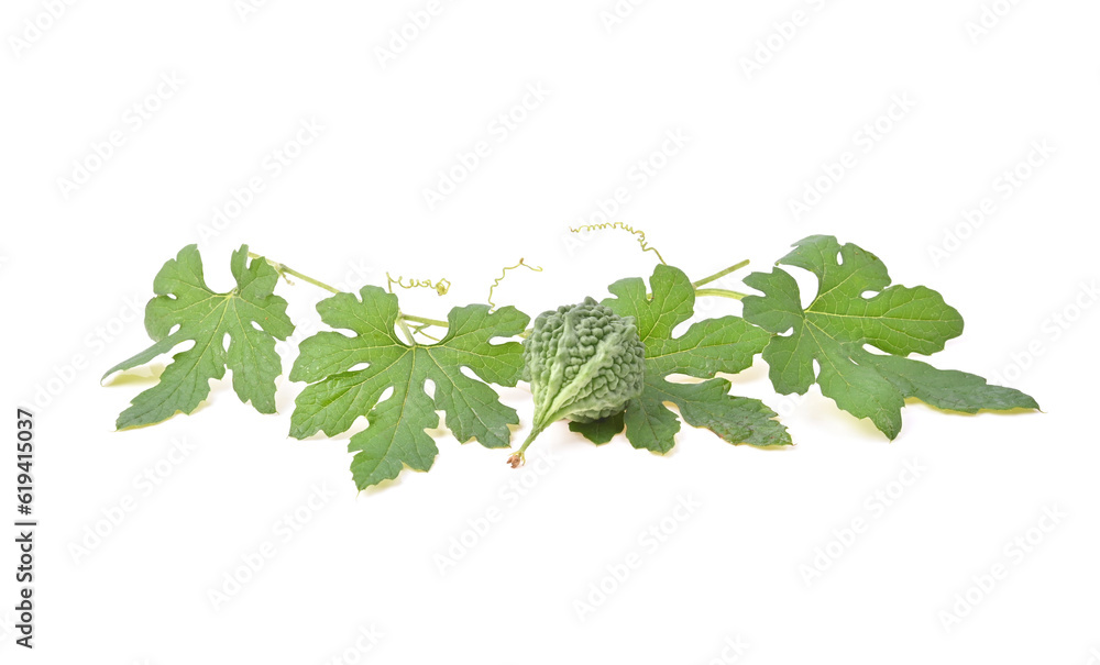 Bitter melon or Bitter gourd (Momordica charantia L.) with leaves on white background. Bitter melon or Bitter gourd (Momordica charantia L.) with leaves on white background.
