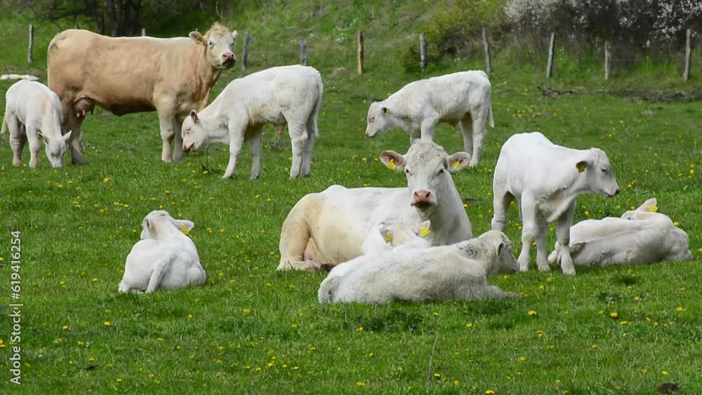 Charolais cattle on pasture in southern Scania, Sweden, Scandinavia, Europe Charolais cattle on pasture in southern Scania, Sweden, Scandinavia, Europe