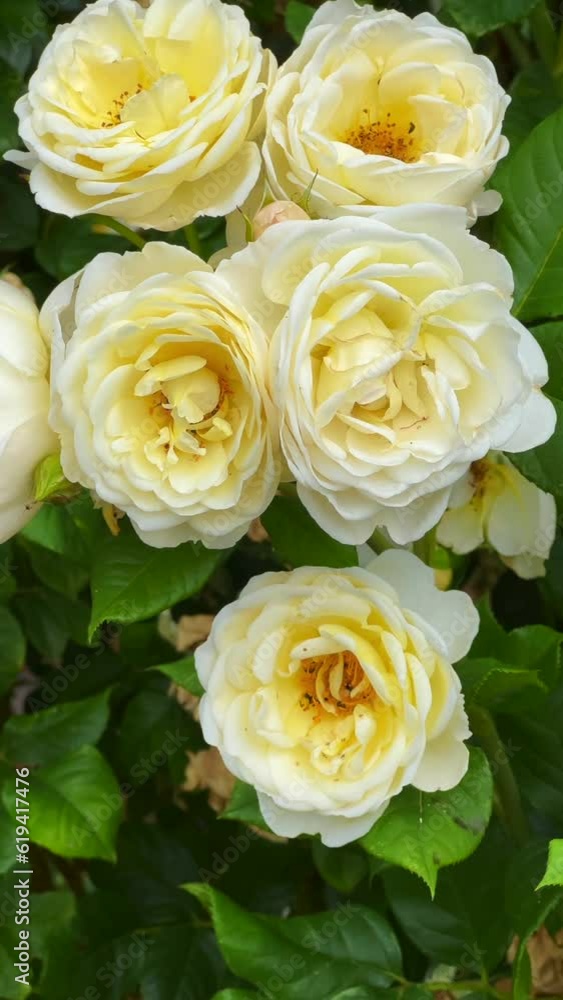 White roses, close up, in Ystad, Scania, Sweden, Scandinavia, Europe White roses, close up, in Ystad, Scania, Sweden, Scandinavia, Europe