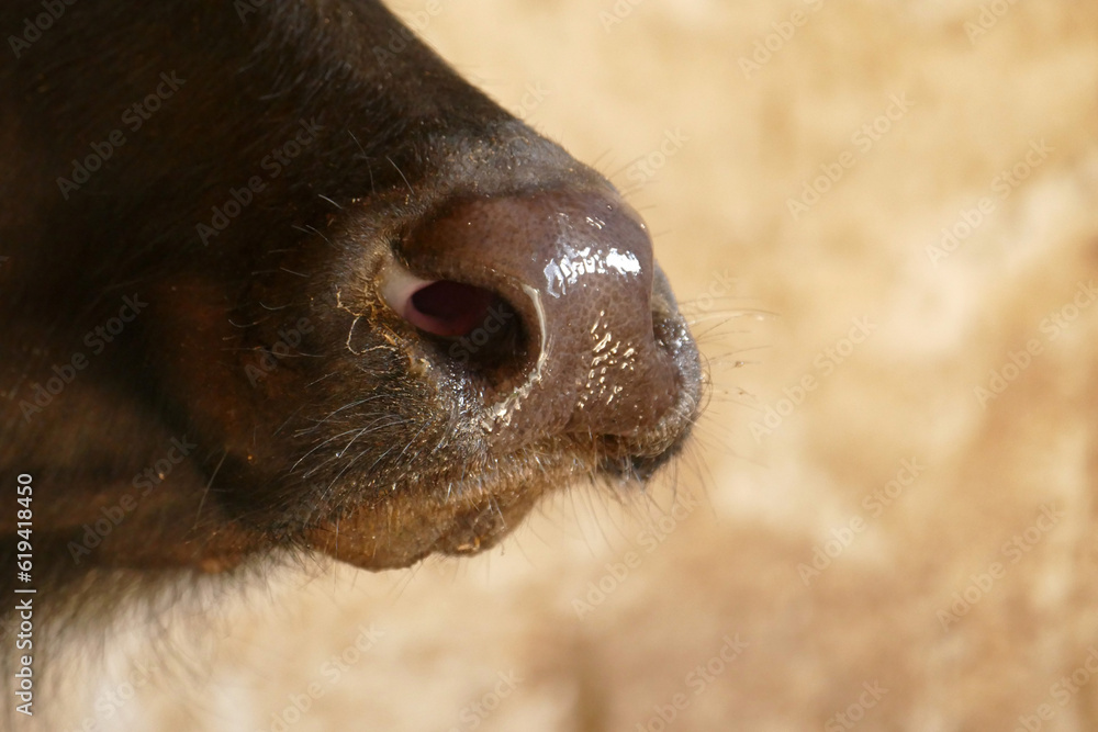 Close-up of the nose and nostrils of a tied domestic buffalo in a barn Close-up of the nose and nostrils of a tied domestic buffalo in a barn