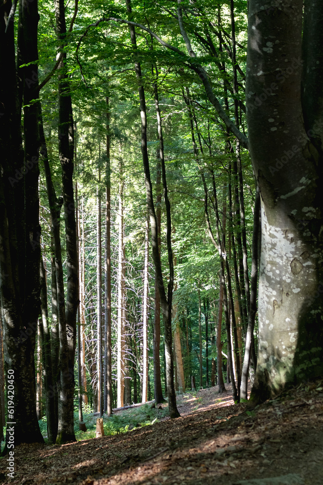 Obraz premium beech forest