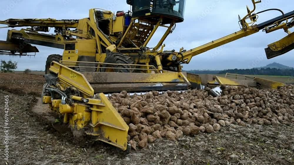 Beet cleaning loader picks up, cleans and loads beetroot (Beta vulgaris ...