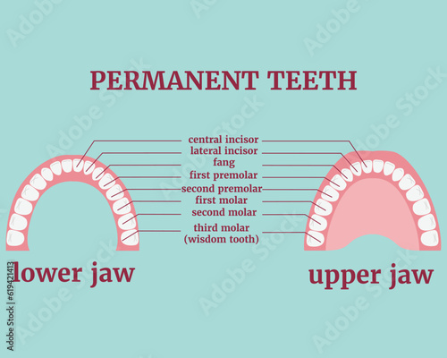 Permanent teeth and their varieties. Medical poster with description. Vector illustration