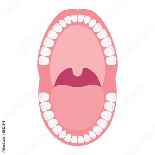 Open mouth with teeth. Anatomy of the oral cavity. Vector flat illustration