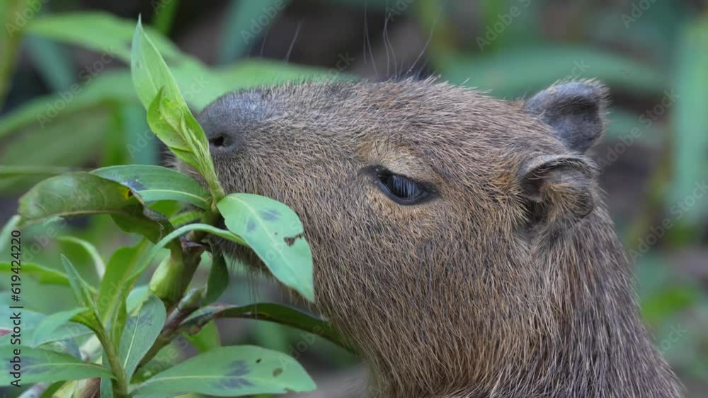 Video Capybara (Hydrochoerus hydrochaeris) eats capybara, Pantanal, Mato Grosso, Brazil, South America Video Capybara (Hydrochoerus hydrochaeris) eats capybara, Pantanal, Mato Grosso, Brazil, South America
