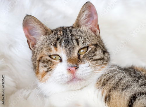 Pet animal; cute cat indoor