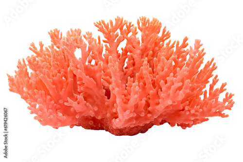 Coral on transparent background (PNG). Generative AI. © Tor Gilje