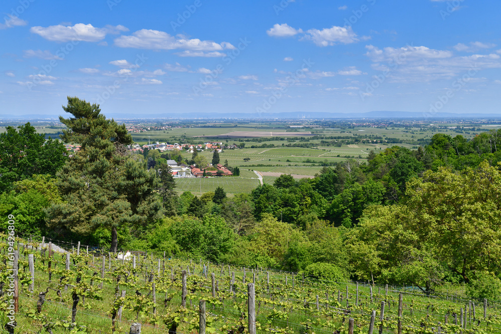 Vineyards in Wachenheim in Rhineland-Palatinate, Germany