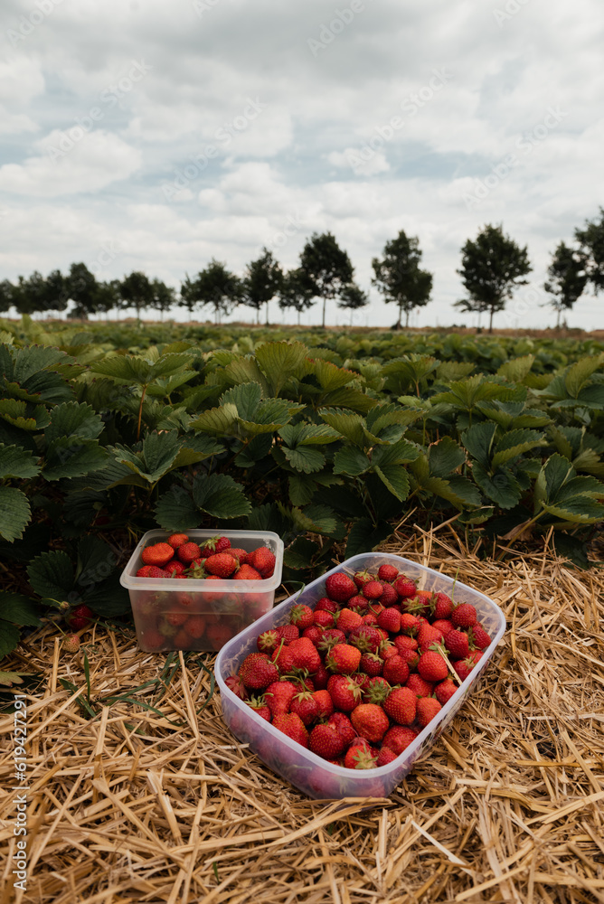 picking strawberries on the field against the background of leaves picking strawberries on the field against the background of leaves