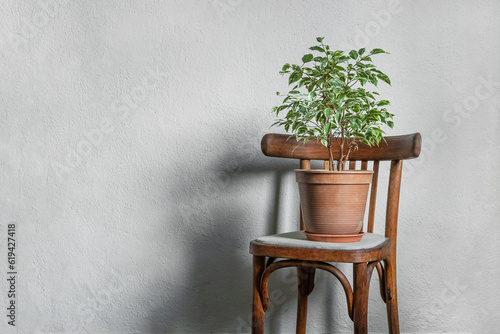 Ficus plant in a flower pot on a rustic chair in a light empty room, minimalist and scandinavian style with copy space