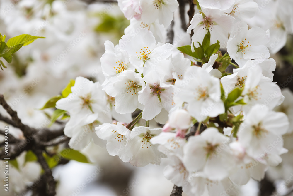 桜の花