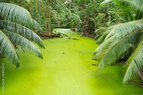 green algae and polluted wetland near the shore of anse intendance between palm trees, Mahe Seychelles  photo