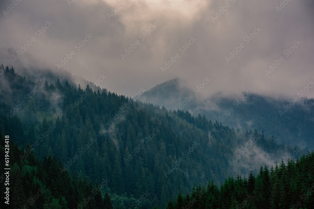 fog covering the peaks of the mountain coniferous forest, the concept of mystery. High quality photo fog covering the peaks of the mountain coniferous forest, the concept of mystery. High quality photo