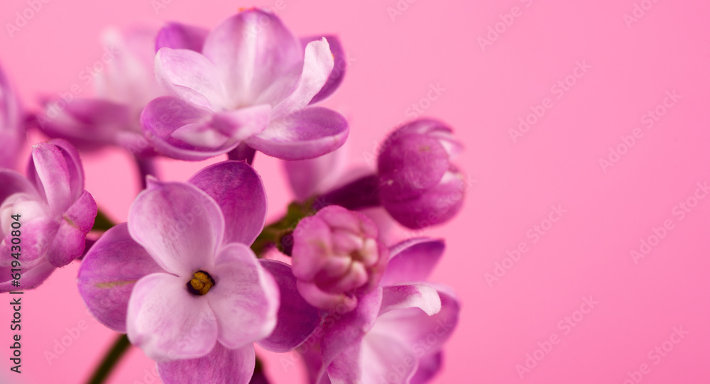 Beautiful lilac flower very close up against gentle pink background with space for text. Floral banner for your promo. Beautiful lilac flower very close up against gentle pink background with space for text. Floral banner for your promo.