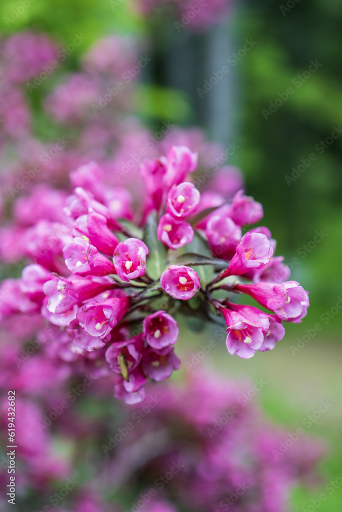 Pink Weigela flowers in the garden Pink Weigela flowers in the garden